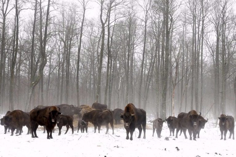 chernobyl-wildlife (1).jpg