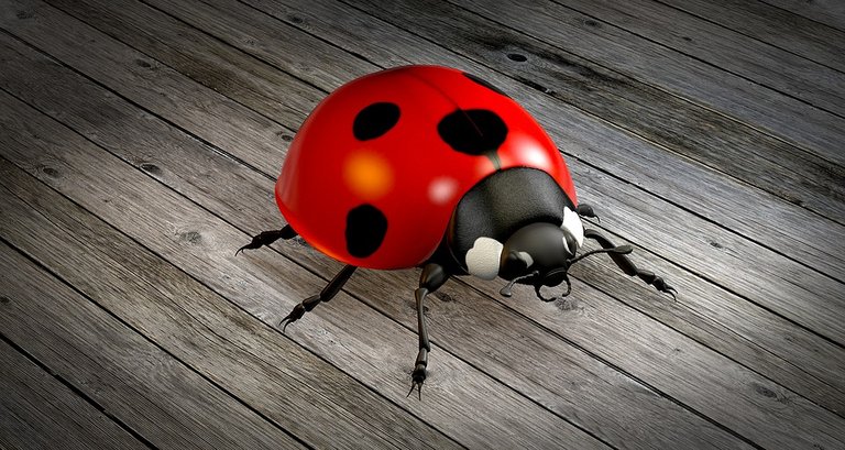 ladybug-1919216_960_720.jpg