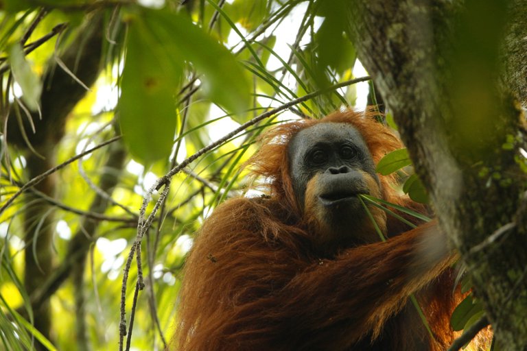 Pongo-tapanuliensis.jpg