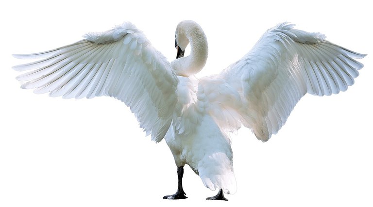 swanbirds.jpg