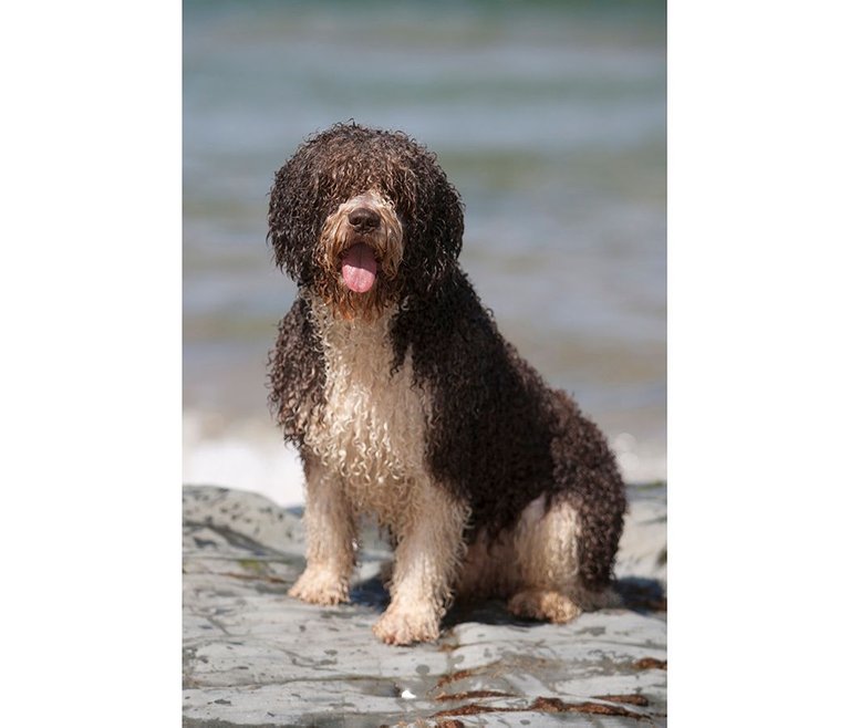 spanish water dog sitting portrait.jpg