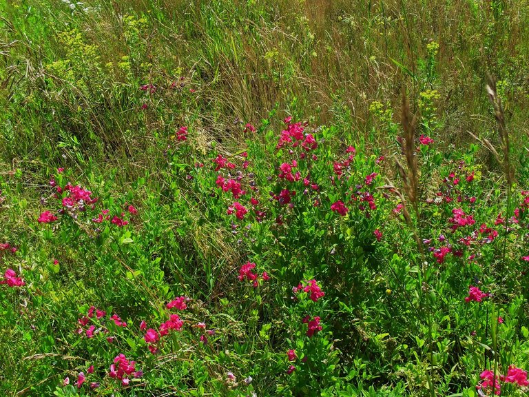 Flowers Field.JPG