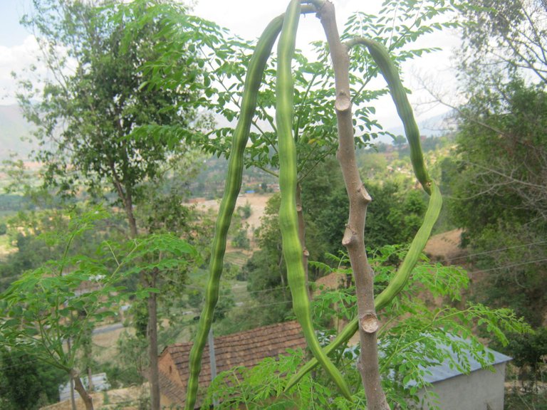 Moringa seed pods.jpg