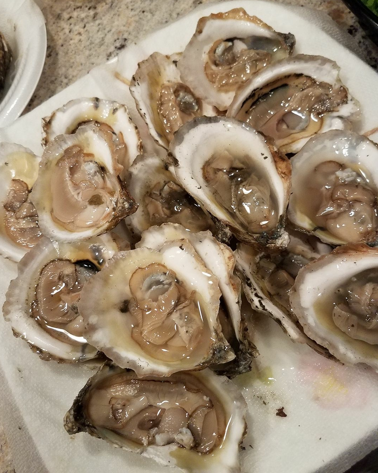 oyster.png