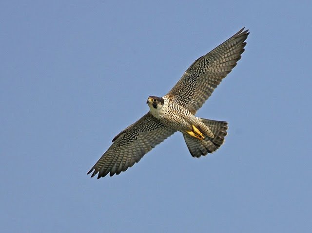 peregrine-falcon alap2.jpg