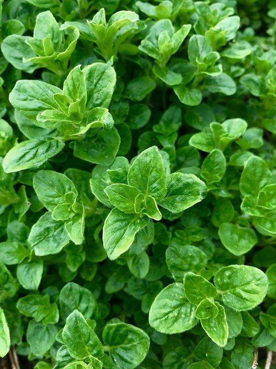 oregano-3338813_960_720.jpg