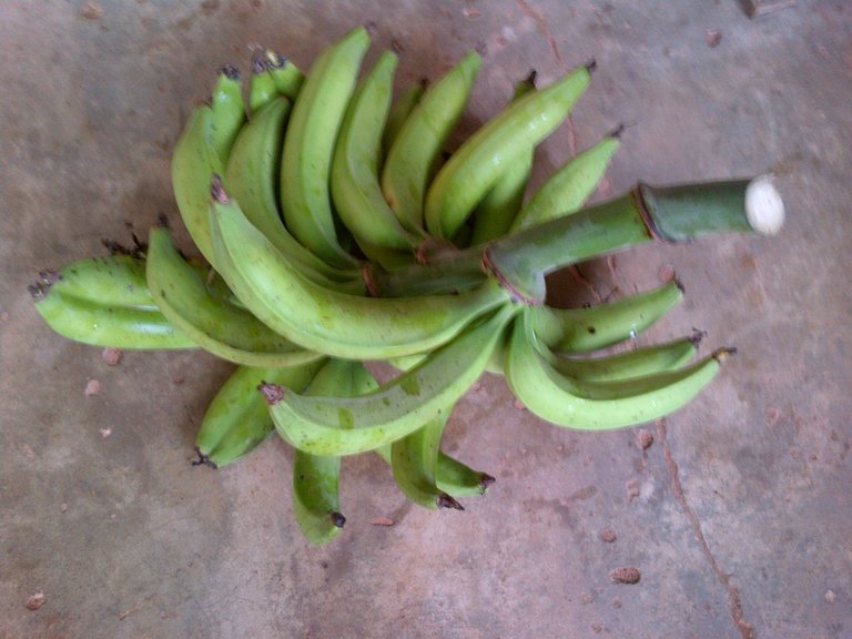 BACKYARD PLANTAIN.jpg