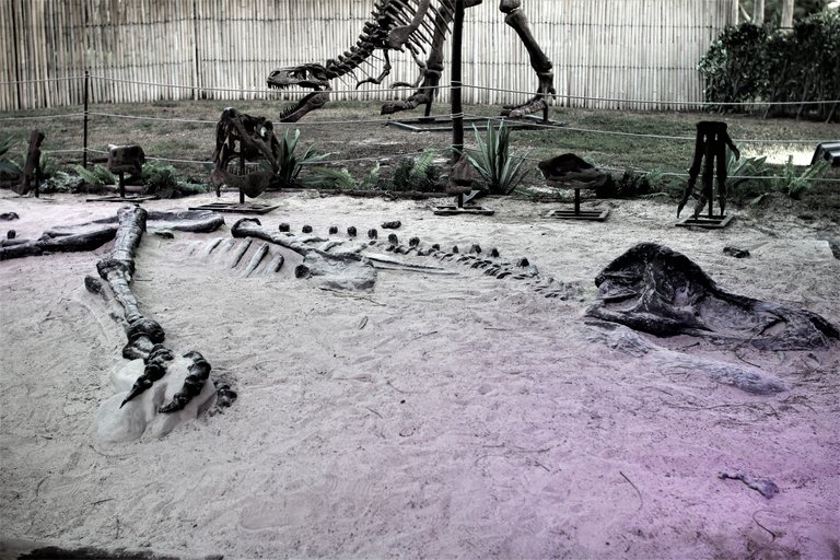 dinosaur skeleton.jpg