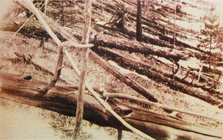 steemit-Tunguska_event_fallen_trees.jpg