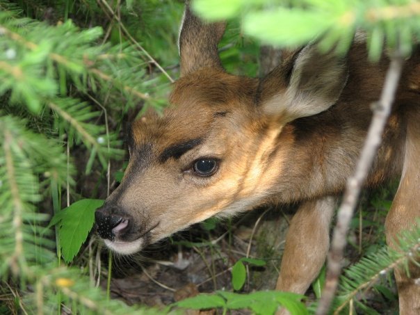 Mule deer Fawn.jpg