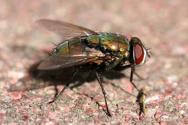 1024px-Green_bottle_fly3.jpg