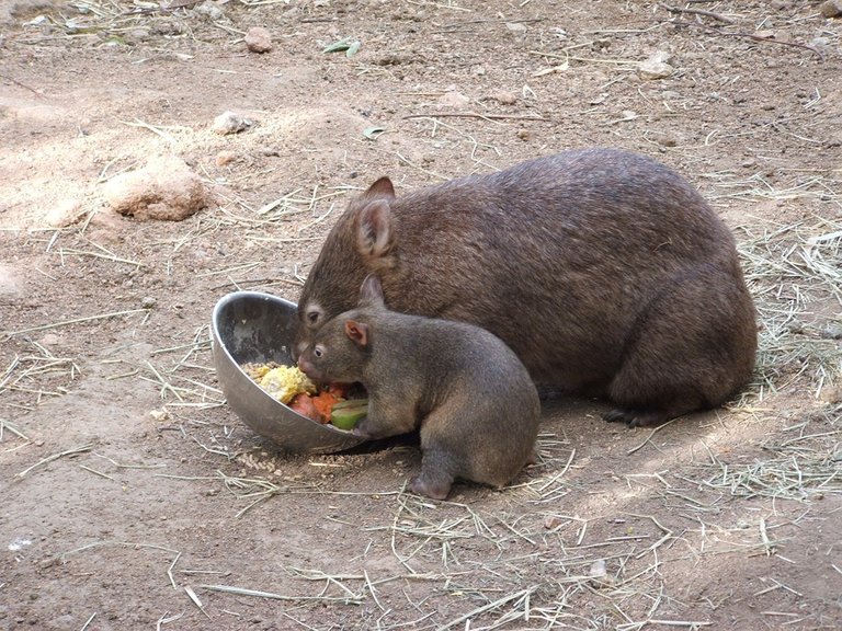 wombat-250858_960_720.jpg