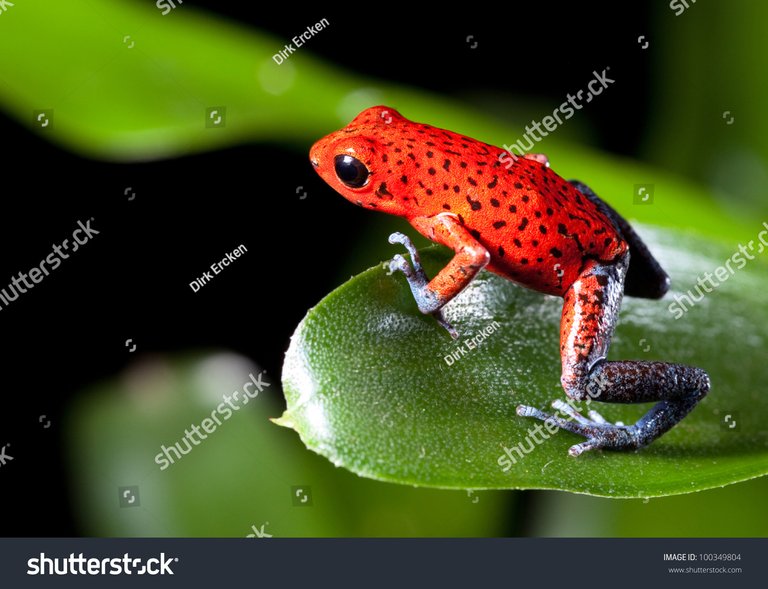 stock-photo-red-strawberry-poison-dart-frog-on-border-of-panama-and-costa-rica-poisonous-animal-of-tropical-100349804.jpg