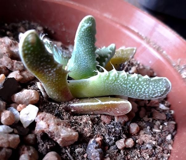 faucaria tuberculosa rot.jpg