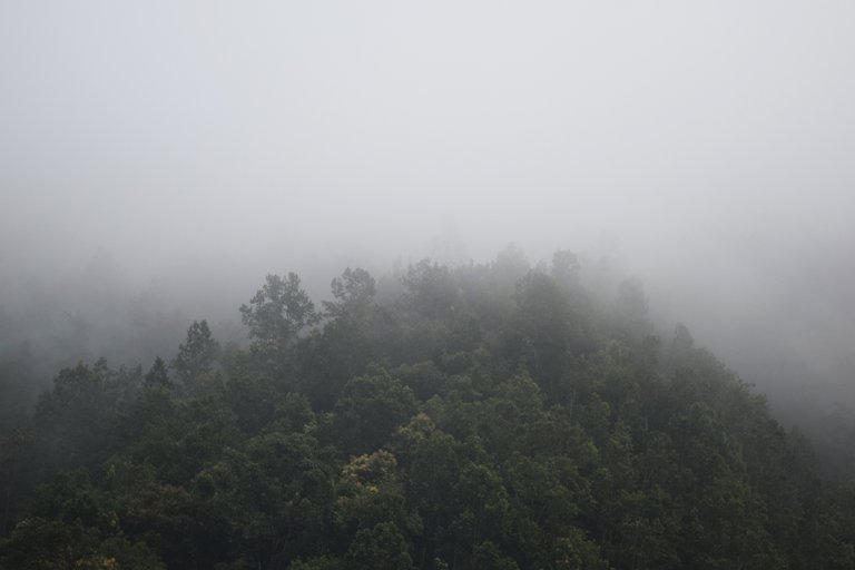 foggy-forest-mountain-116360.jpg