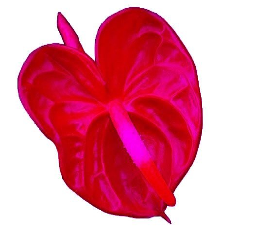 5.Anthurium Bunga Magenta dan baigron yang sama.jpg