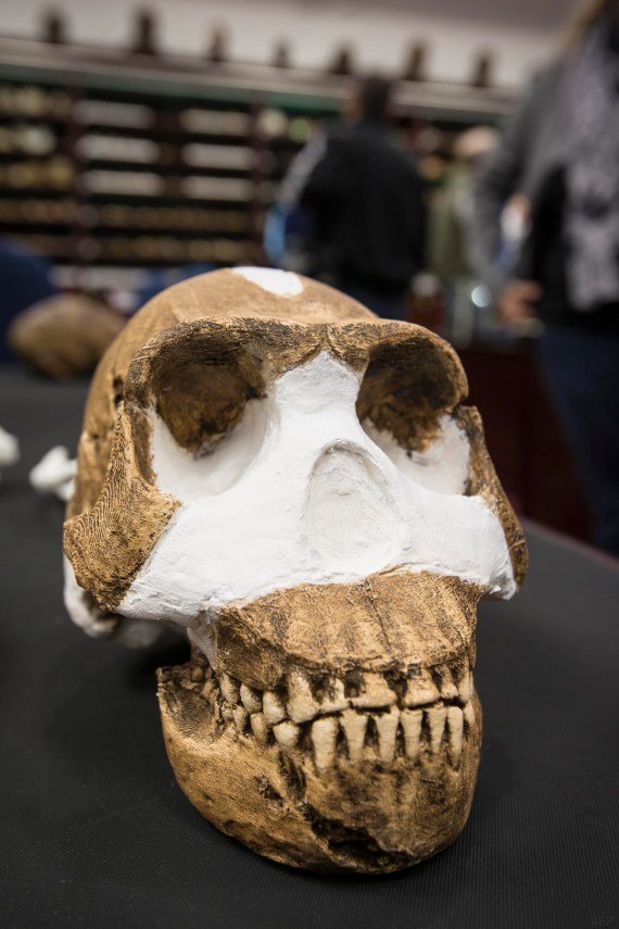 o-HOMO-NALEDI-570.jpg