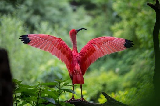ibis-bird-red-animals-158471.jpeg