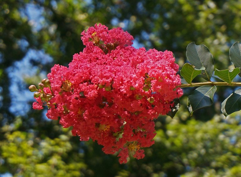 crepe-myrtle-blossoms-1546584_1920.jpg