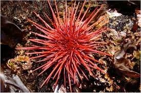 urchin1.jpg