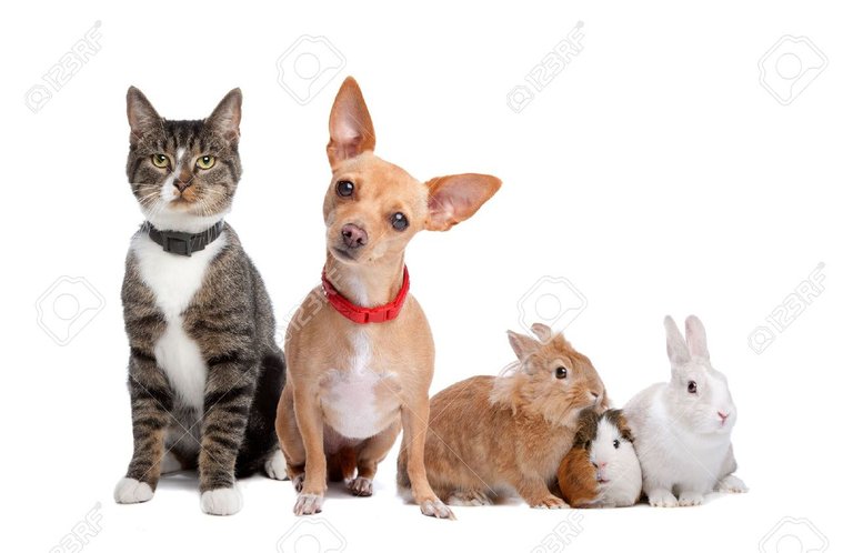 8007871-european-shorthaired-cat-chihuahua-dog-rabbits-and-a-guinea-pig-isolated-on-a-white-background-Stock-Photo.jpg