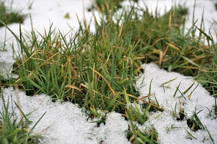 grass-3226875__480.jpg