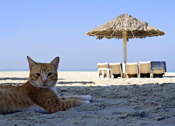 catonbeach.jpg