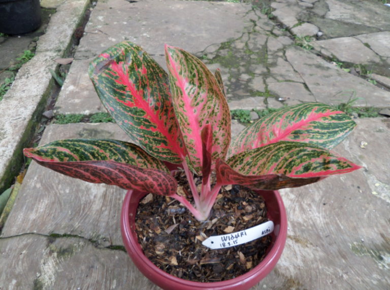 tanaman-hias-aglaonema-widuri.png