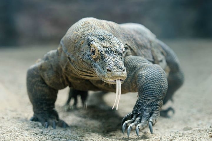 komodo-dragon-720x720.jpg