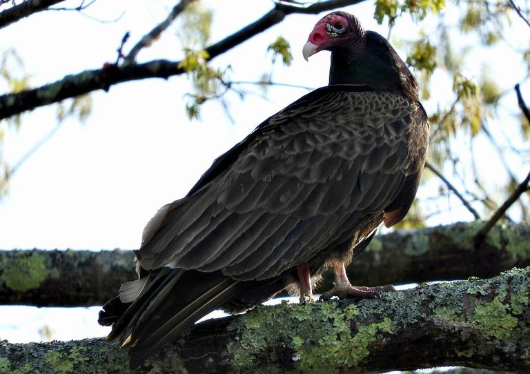 turkey vultures 3.jpg
