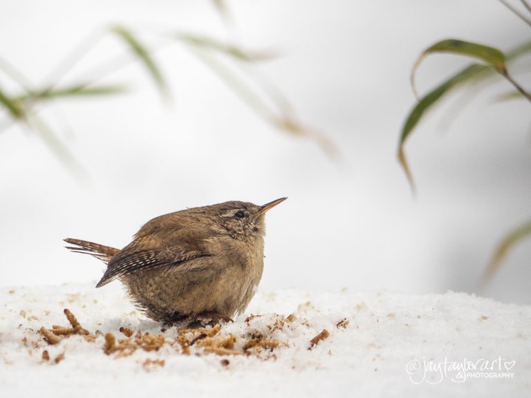 wren-snow.jpg