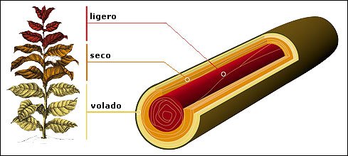 structure tobacco.jpg