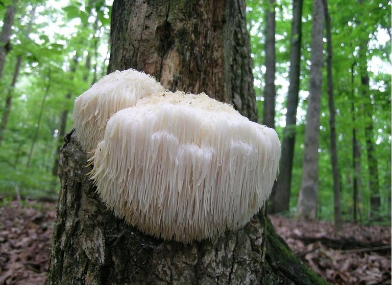 hericium_erinaceus_01.jpg