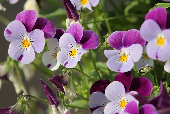 pansy-3401542__480.jpg