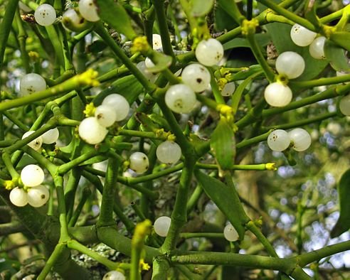 Mistletoe_Berries_Uk.jpg