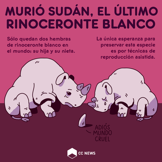 muere-sudan-rinoceronte-blanco-del-mudno-medium.png