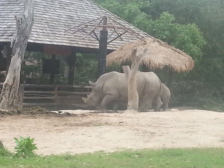 Khao Kheow Open Zoo15.jpg