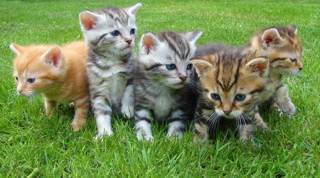 kittens-cat-cat-puppy-rush-45170.jpeg