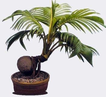 Coconut_(Cocos_nucifera)_bonsai_-_20090718-01.jpg