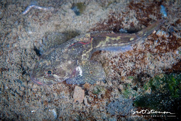 Rosylip Sculpin-1.jpg