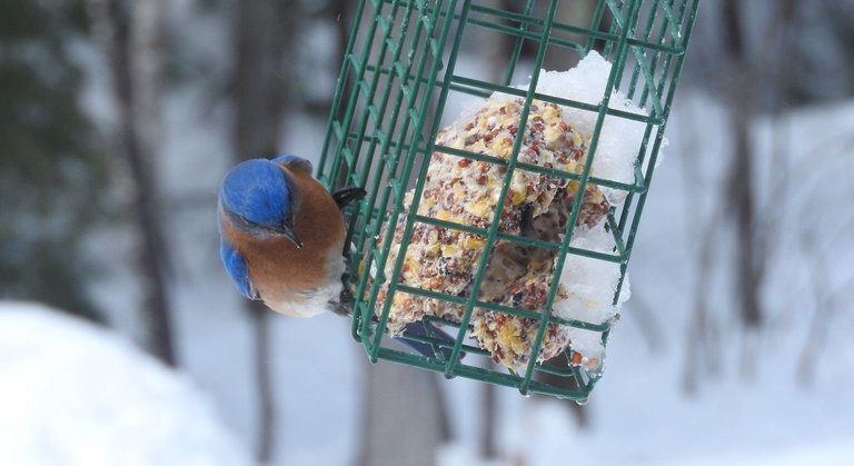 bluebird 1.jpg