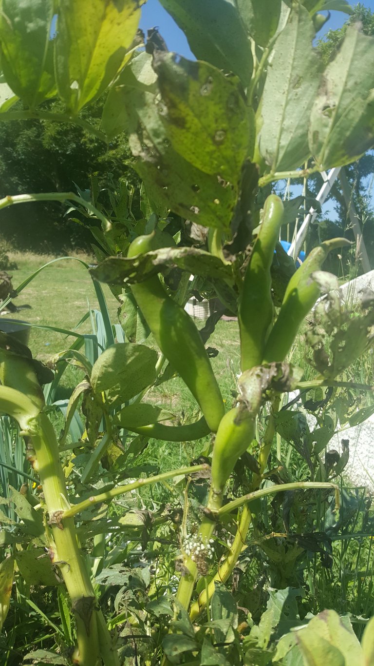 broad-beans-homegrown2-steemit