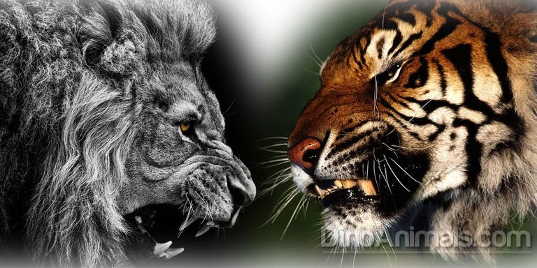 Lion_vs_tiger.jpg