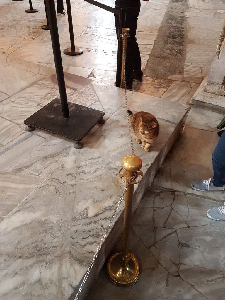 haga sofia cat.jpg