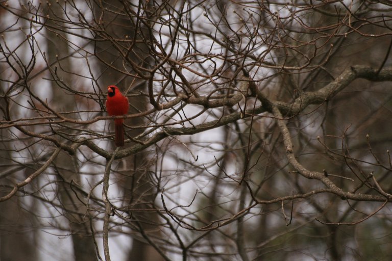 cardinal.jpg