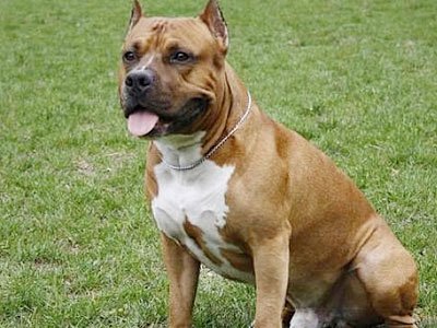 American-Staffordshire-Terrier-1.jpg