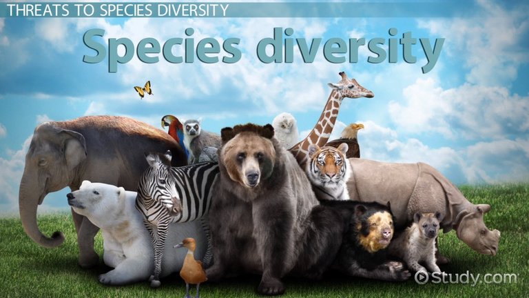 what-is-species-diversity-definition-importance-and-examples-thumb_133651.jpg