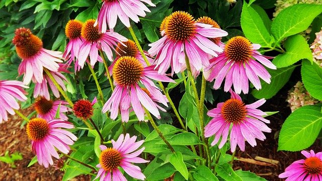 plants-2682058_640.jpg
