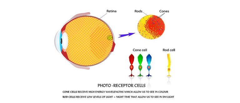 Rods-and-Cones2.jpg