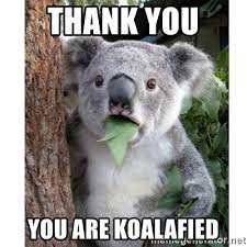 koala.jpg